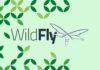 Cara Install dan Konfigurasi WildFly (JBoss) di Ubuntu 18.04